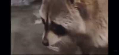 Poor raccoon loses their cotton candy