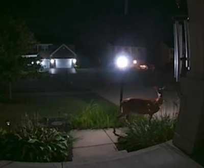 Finally caught the flower thief