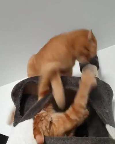 Move THIS... IS... MY... SPOT!!!