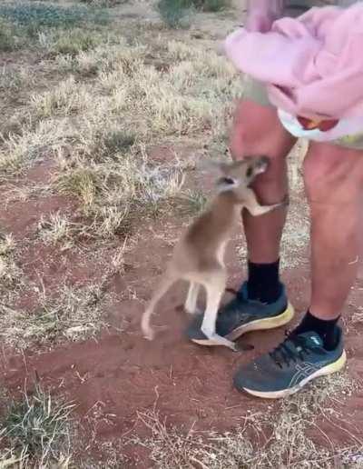 Rooby not letting go until she is in her beloved pouch