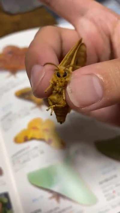 I'm here to infect you, serve me mortal