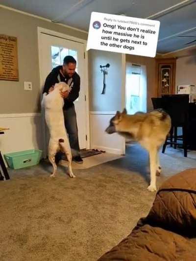 The rescue Wolfdog, Belmont proving he's a dinosaur. 🤣