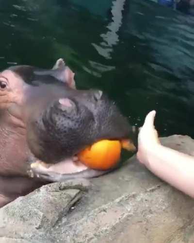 Fiona the Hippo and her baby snack on juicy jack-o'-lanterns at Cincinnati Zoo
