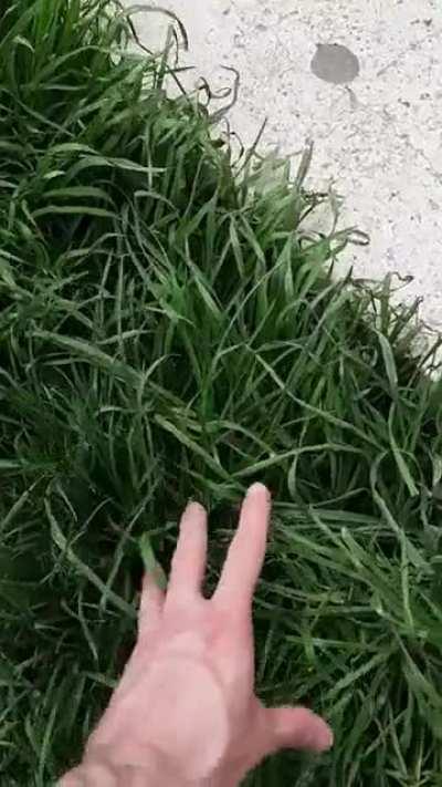 Am atins iarba. De ce nu am prietena inca?