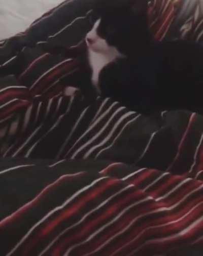 When your kitten thinks he's a dog ( Vol. Up)