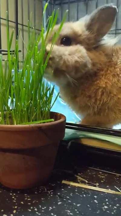 Charlie Brown always does his happy paw dance when he eat grass 🥰