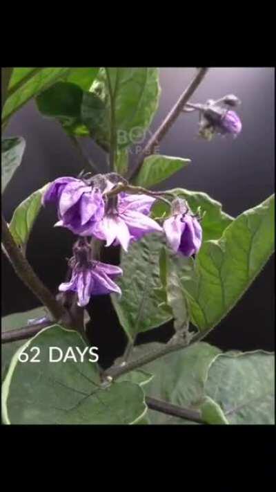 Time-lapse of a baby eggplant growing from seed to fruit (source: youtube boxlapse)
