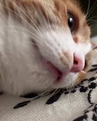 Orange Boi is telling about his day