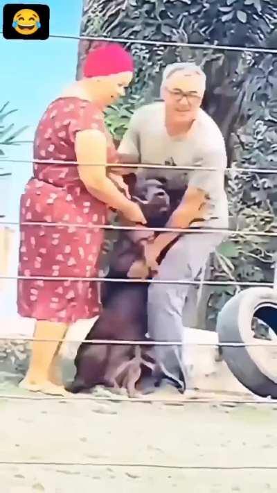 Dog would be remembering doctor face