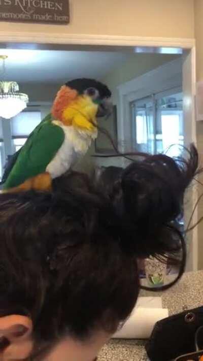 Not sure what Rio is doing here but he is enjoying whatever it is