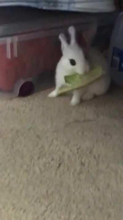 Rosemary enjoying Romaine