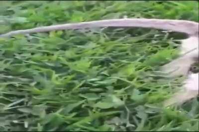 UMMMM MACACO TA DURO