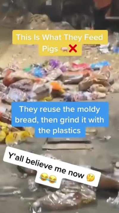 Pulverizing Moldy Bread Still In Plastic Bags To Feed Pigs