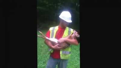 Deer does not want to be put down.