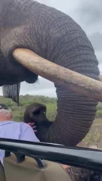 African Elephant with huge tusks approaches tourists