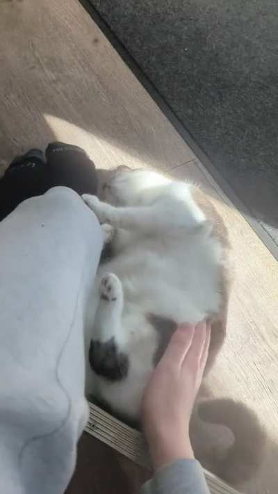 Cats are weird creatures