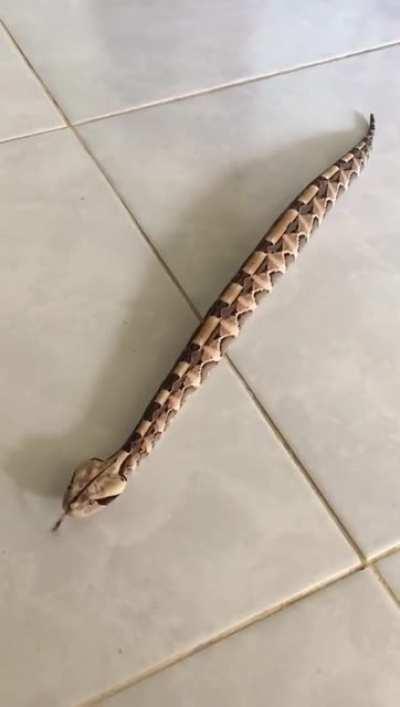 snakes moving in straight lines freak me out