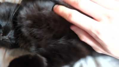 Cuddles to sleep🖐️🐈‍⬛