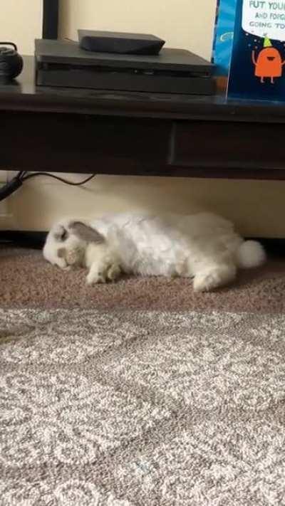 Dreaming of cilantro and watermelon 🍉