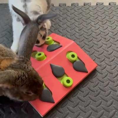 My rabbits are getting pretty good at these treat puzzles. They both have different techniques for solving them. It’s cute to see them using their brains!