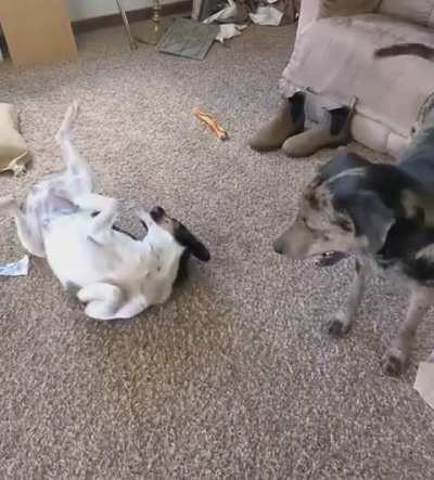 Steve NEEDS your attention! (Or he'll DIE!)