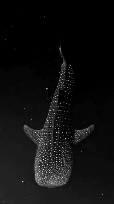 🔥 A wheal shark slipping through bioluminescent algae appears to be swimming in space.