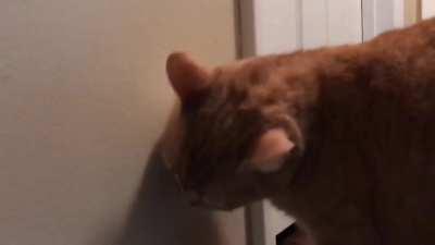 My wall-licking doofus