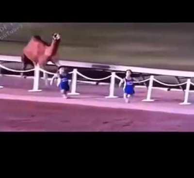 A new take on Camel Racing