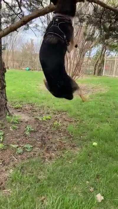 Our baby girl REALLY likes sticks