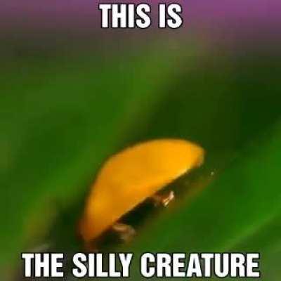 The insect in the brothel in question: