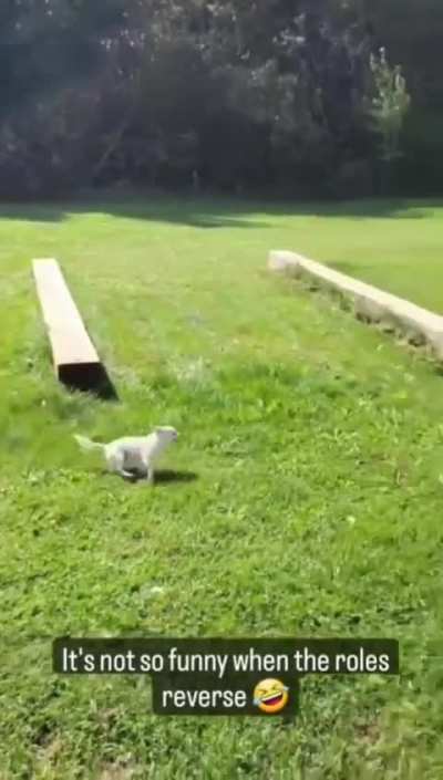 When the roles got reversed.. CHIHUAHUAAAA