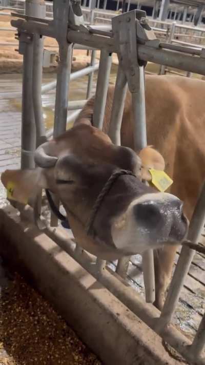 When a horn becomes a danger to their health