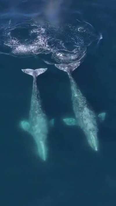 Insane footage of a pair of Killer Whales hunting a Humpback Whale mother and calf.