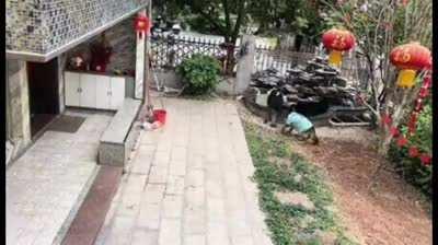 Dog taking care of the kids