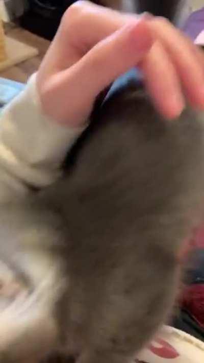 Harlock&rsquo;s second night was a success! He didn&rsquo;t cry AND he slept on his own! This is what happened when I came to check on him!