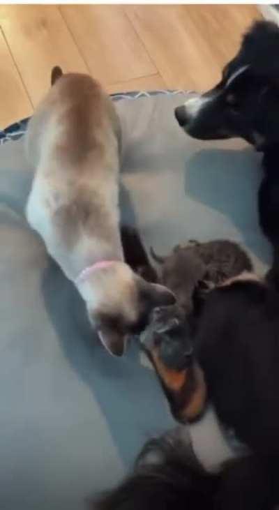 Here’s one more, thanks for babysitting