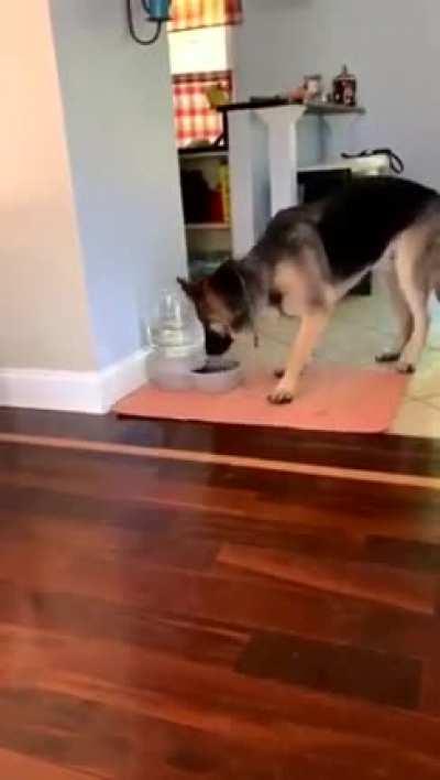 HMK while I drink some water. (The bubbles freaked the dog out)