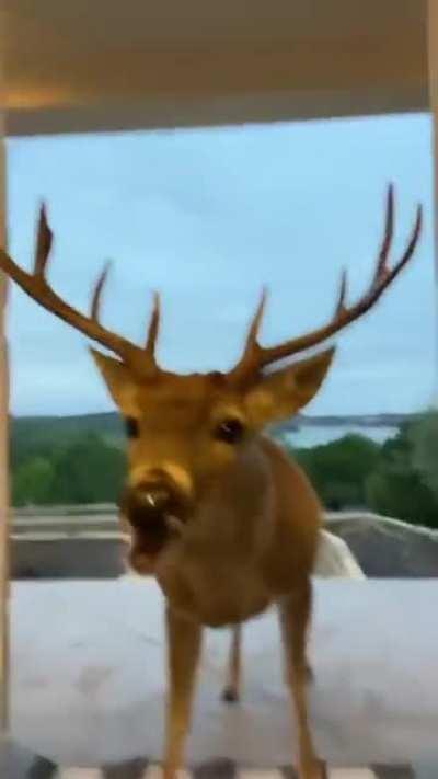 The way the deer is enjoying the morning snack.