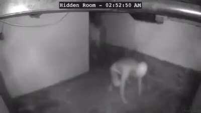 Pyrocynical fans breaking into pyros house asking for Petscop 2: Leaked footage