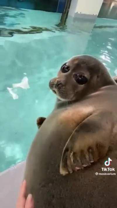 Baikal seals of Moskvarium: Part 2