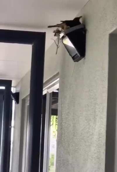 Helping a friend build a nest