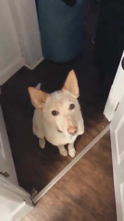 Leash eyes activated…