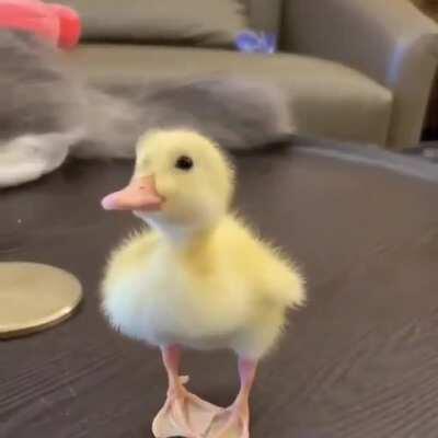 A duckling a day keeps the sorrows at bay.