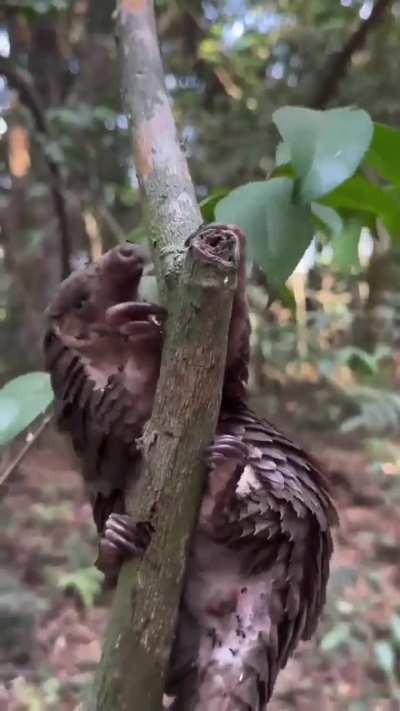 The Butternut Woolyworm (And Other Cool Creatures)