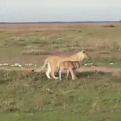 A Mother is a Mother - Lioness looks after a wildebeest calf.