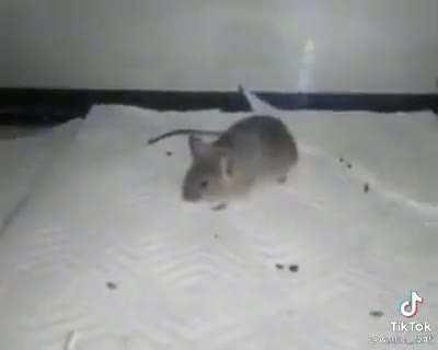 es el uriel 🐀💎 que ya llego aqui