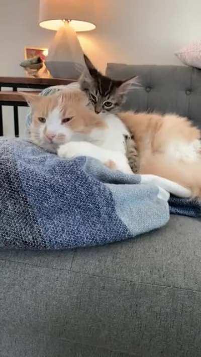 We interrupt this nap to bring you violence.