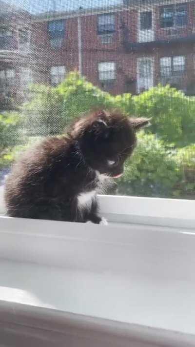 Someone smol wants to say hi