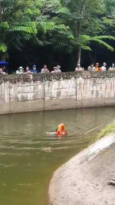 A orangutan almost drowned because visitors threw food into the cage. It was then saved by zoo staff