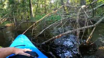 Alligator Charges Kayak